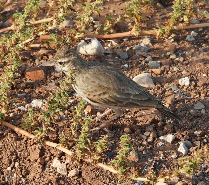 Crested Lark 1.JPG