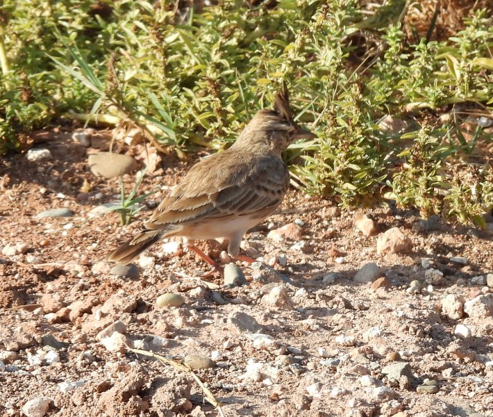 Crested Lark 6.JPG