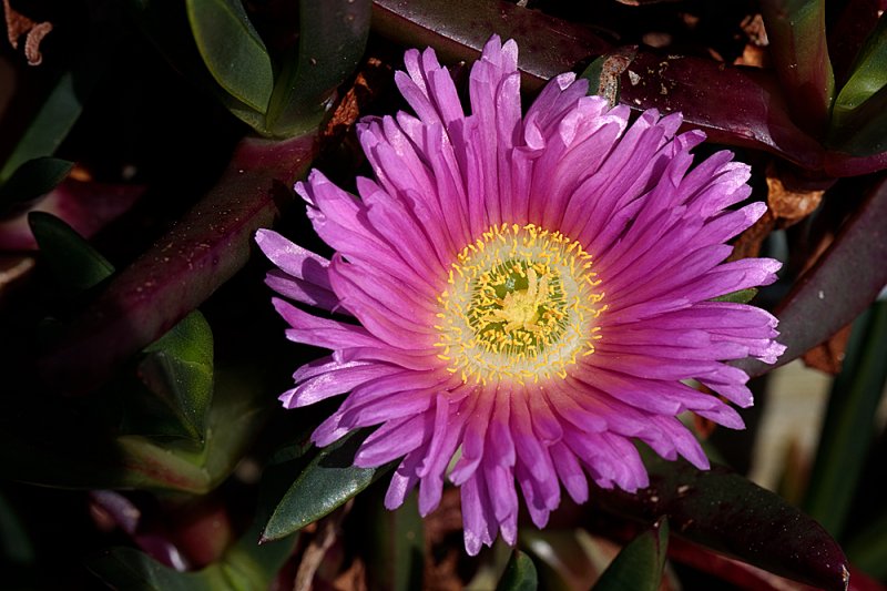 Criccieth-Castle-succulent.jpg