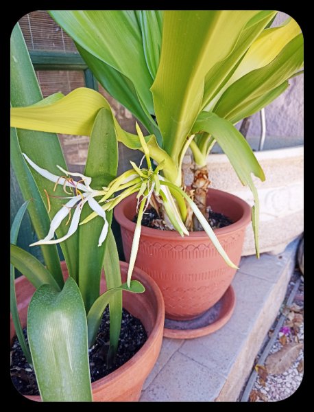 Crinum 28 Sep 22.jpg