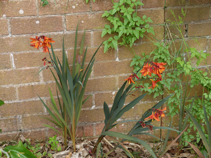 Crocosmia Dusky Maiden.JPG