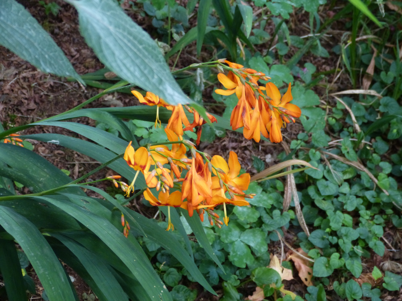 Crocosmia Emily Mckenzie.JPG