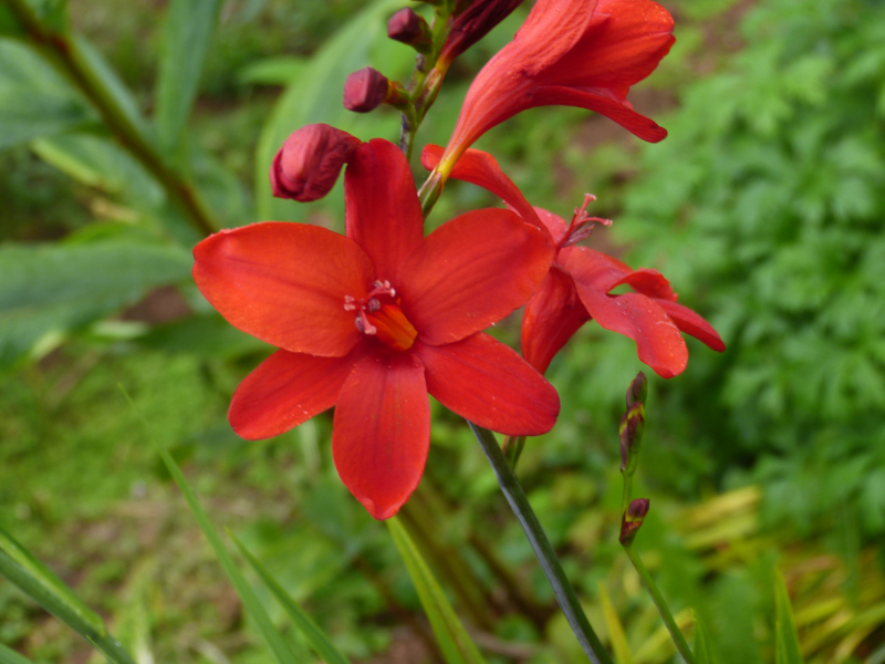 Crocosmia Hellfire 1.JPG