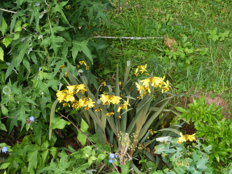 Crocosmia Honey Angel.JPG