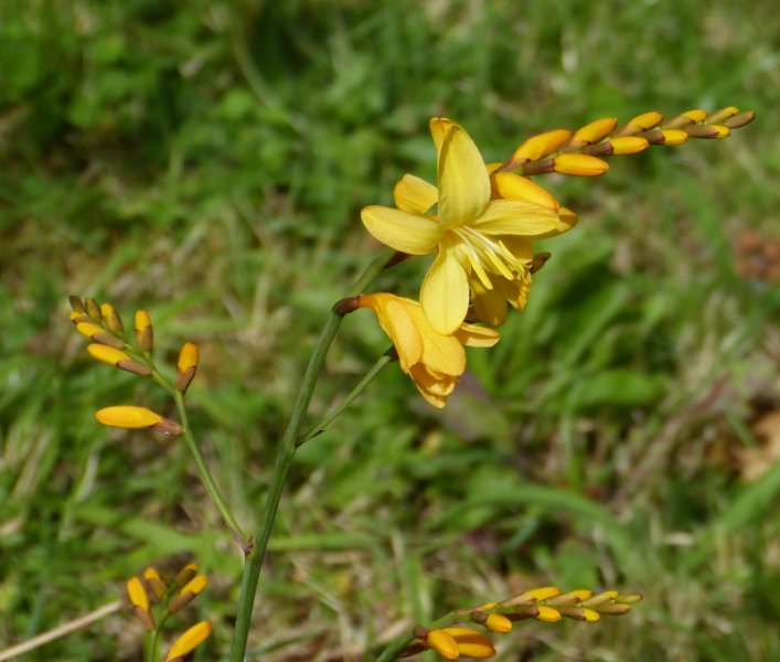 Crocosmia Irish Dawn .JPG