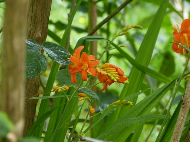 Crocosmia.JPG