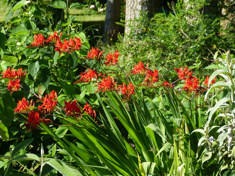 Crocosmia Lucifer 2017.JPG