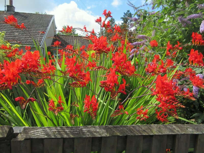 CROCOSMIA  LUCIFER 26-07-2020 11-07-52.JPG