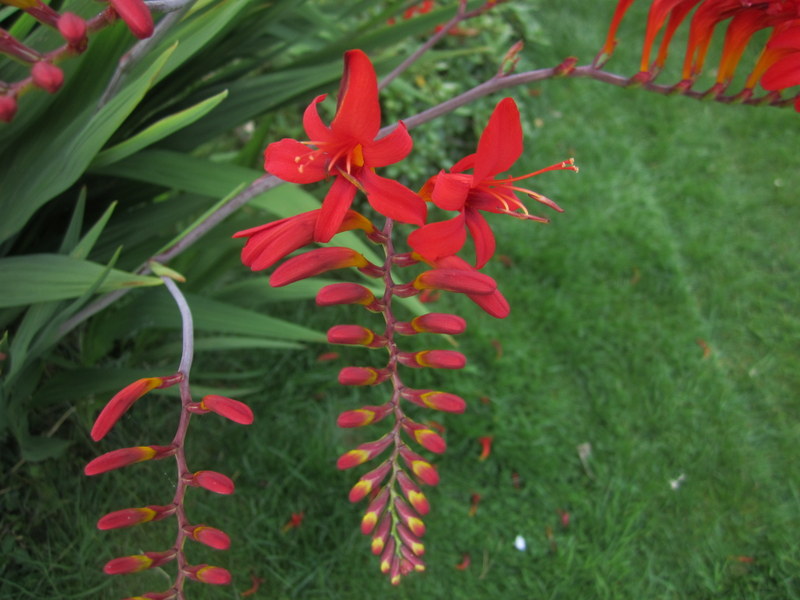 CROCOSMIA  LUCIFER 29-07-2012 12-51-28.JPG