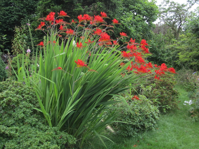 CROCOSMIA  LUCIFER 29-07-2012 12-51-49.JPG