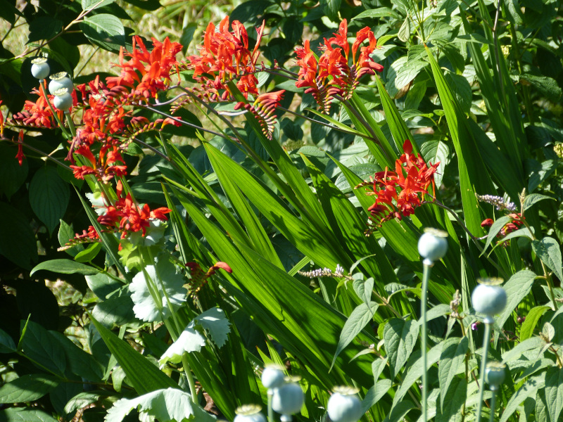 Crocosmia Lucifer.JPG