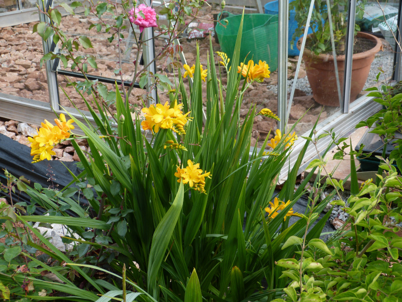 Crocosmia Pauls Best Yellow.JPG