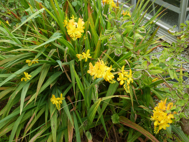 Crocosmia Pauls Best Yellow.JPG