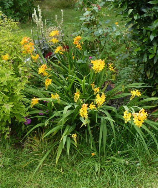 Crocosmia Pauls Best yellow.JPG