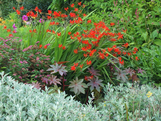 crocosmia ricinus.jpg