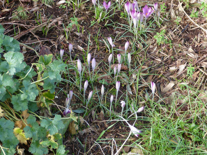 Crocus tommasinianus.JPG