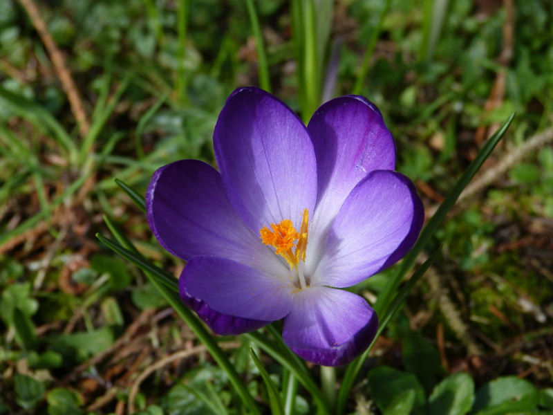 Crocus 1.JPG