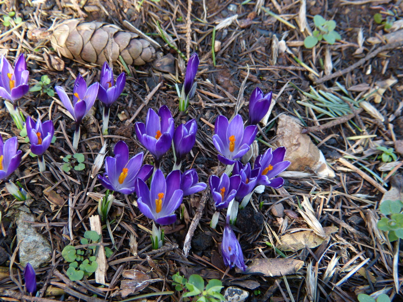 Crocus 2.JPG