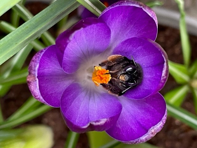 Crocus bee.jpg