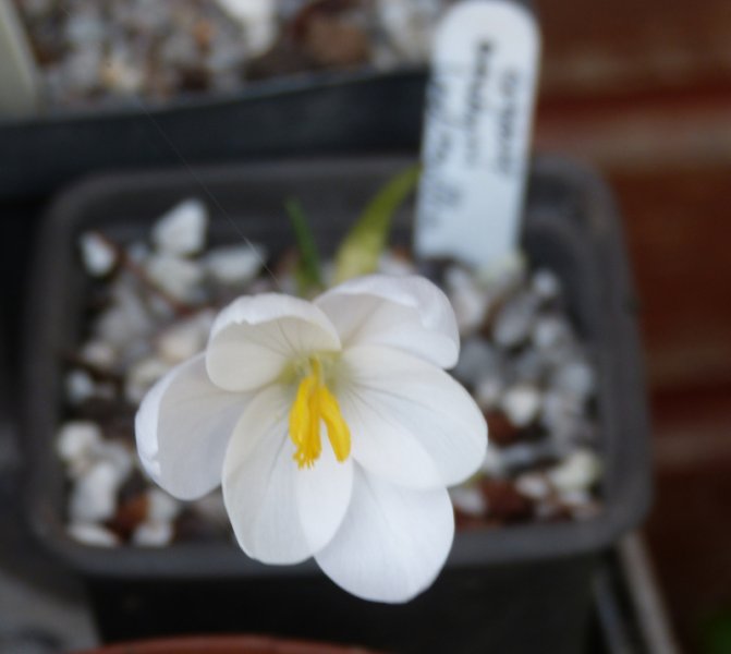 Crocus goulimyi leucantha.JPG