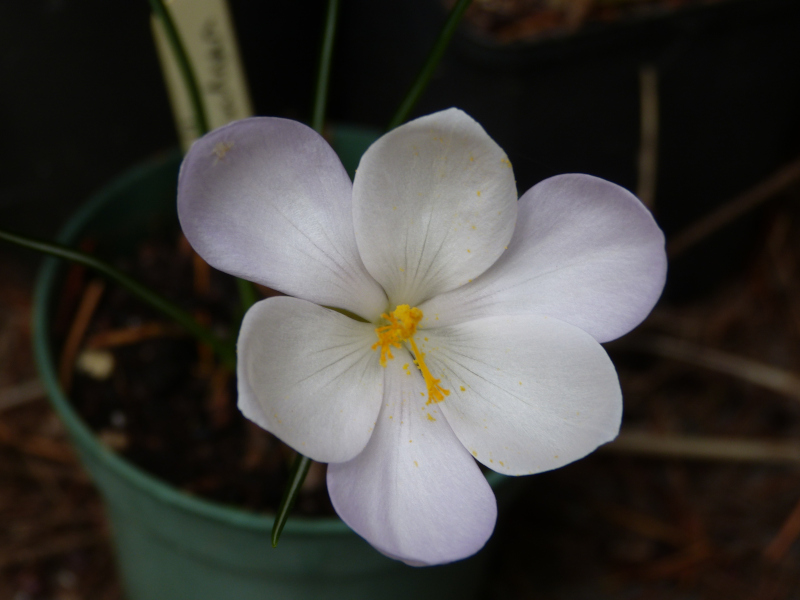 Crocus goulimyi leucantha.JPG