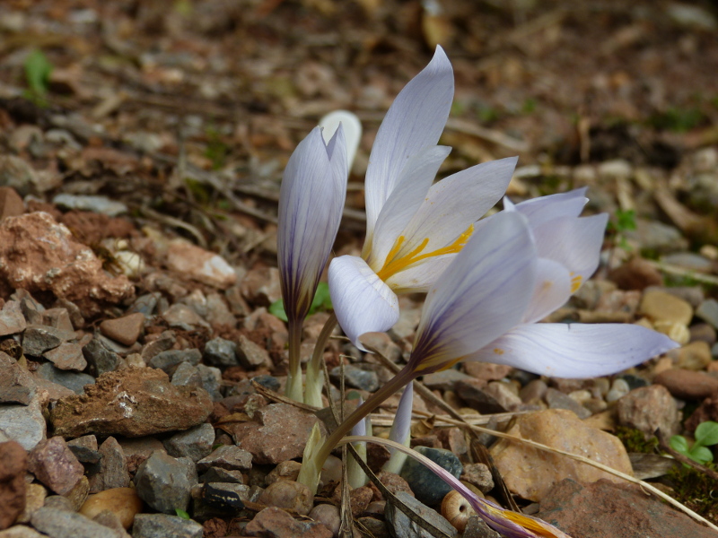 Crocus hadriaticus.JPG