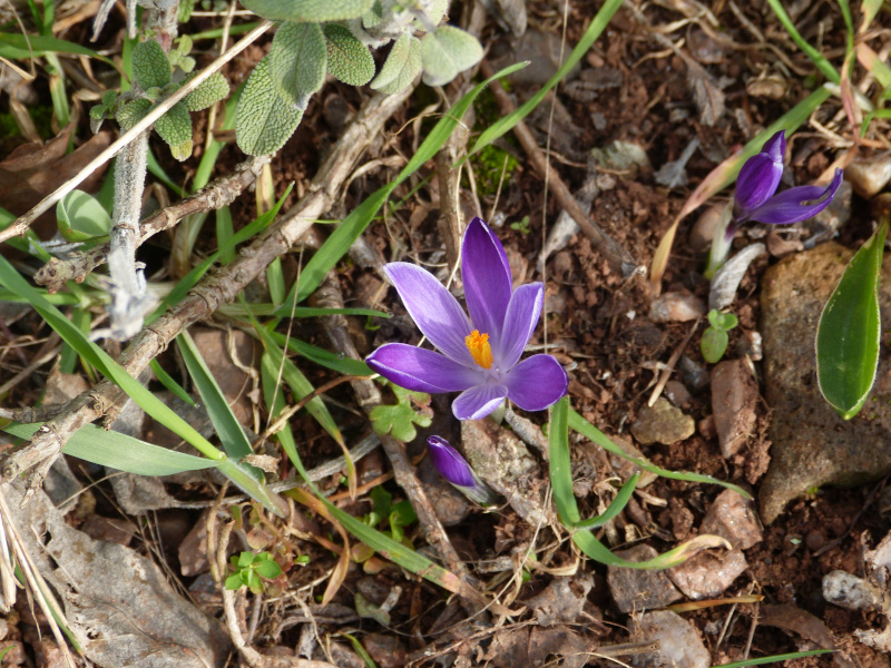 Crocus heuffelianus, Krasno Polje AH8908.JPG