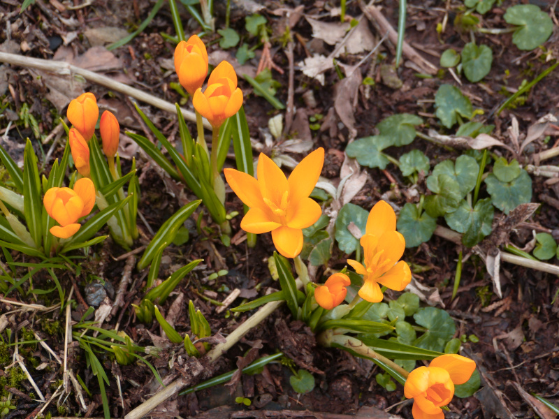 Crocus istanbulensis.JPG