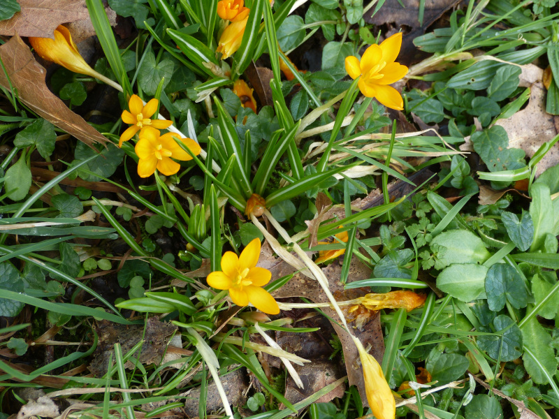 Crocus istanbulensis.JPG