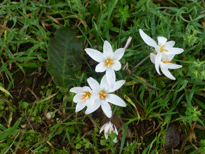 Crocus laevigatus CEH612.JPG