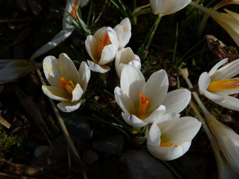 Crocus malyi 6.JPG