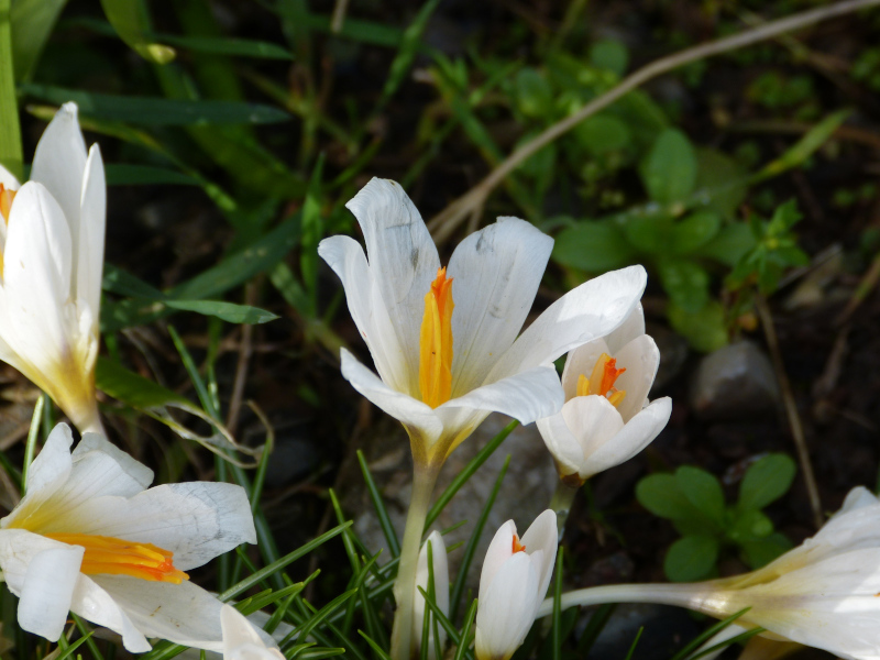 Crocus malyi.JPG