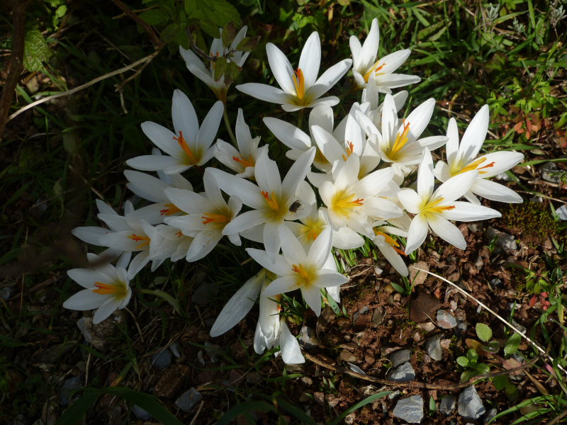 Crocus malyi.JPG