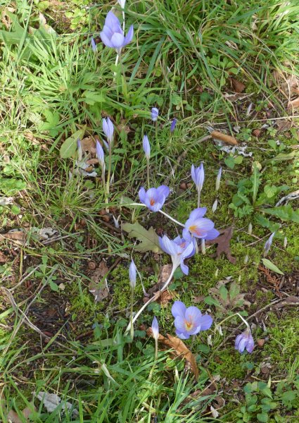 Crocus nudiflorus.JPG