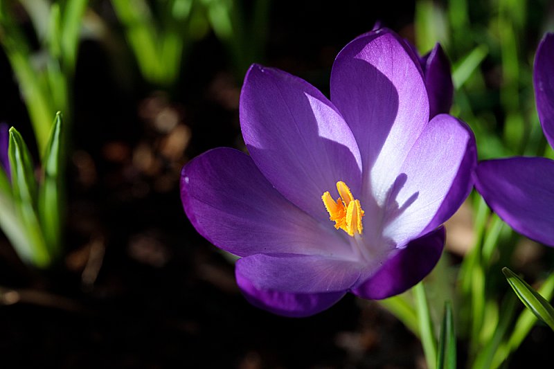 Crocus-purple-2.jpg