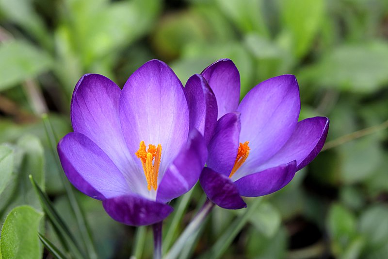 Crocus-purple-f8.jpg