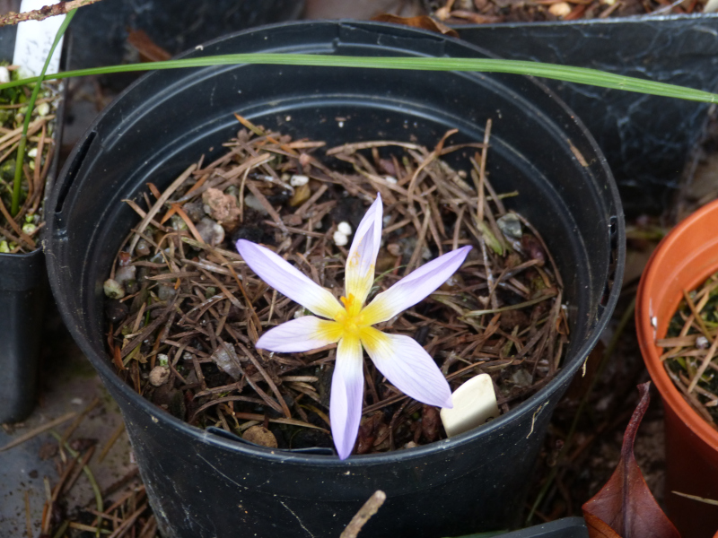 Crocus rujanensis.JPG