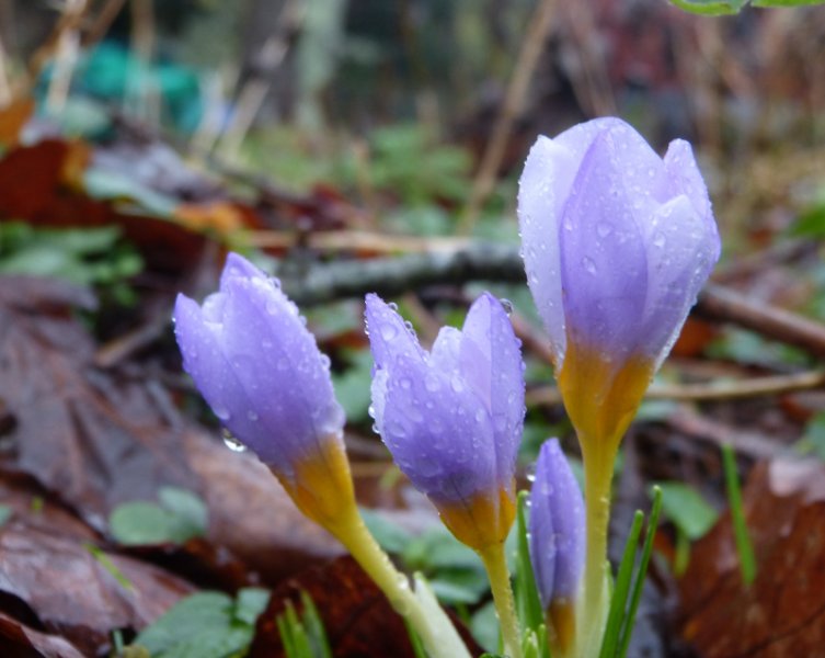 Crocus sieberi Tricolour.JPG