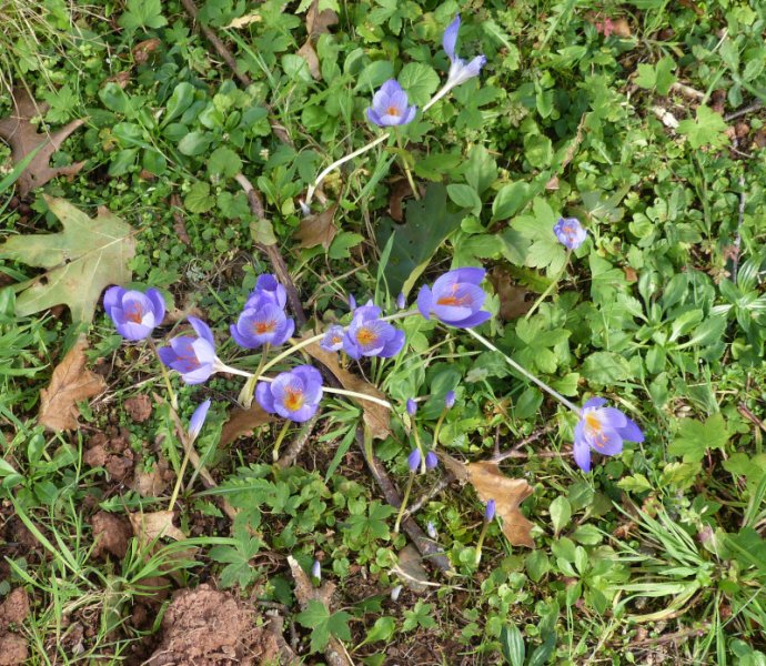 Crocus speciosus.JPG