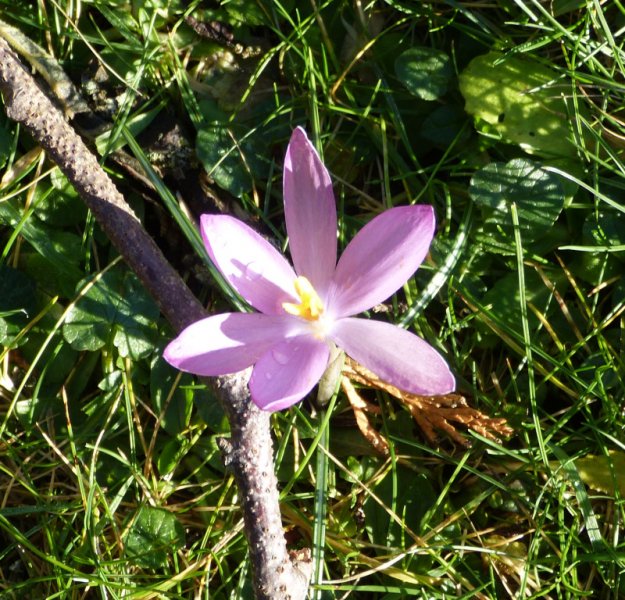 Crocus tomassinianus.JPG