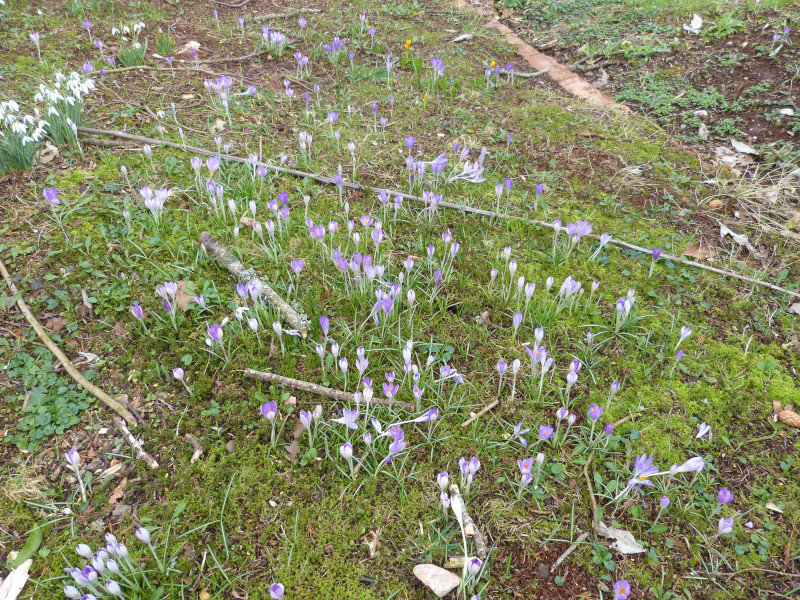 Crocus tommasinianus 1.JPG