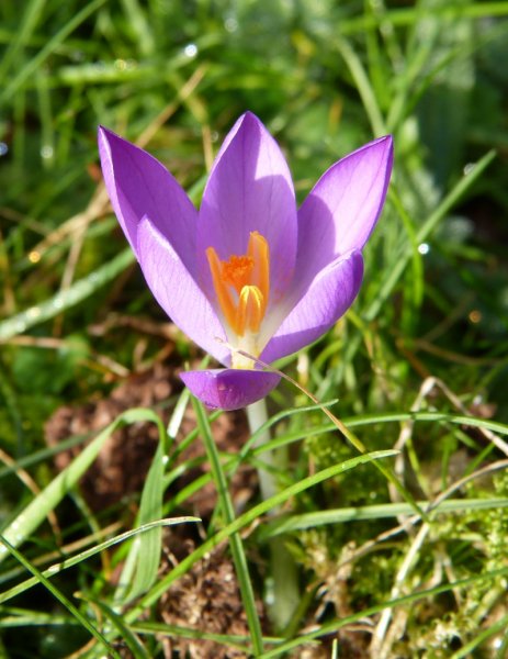 Crocus tommasinianus 2.JPG