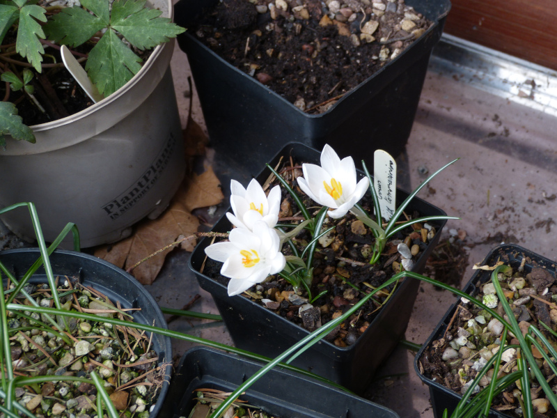 Crocus tommasinianus Eric Smith.JPG