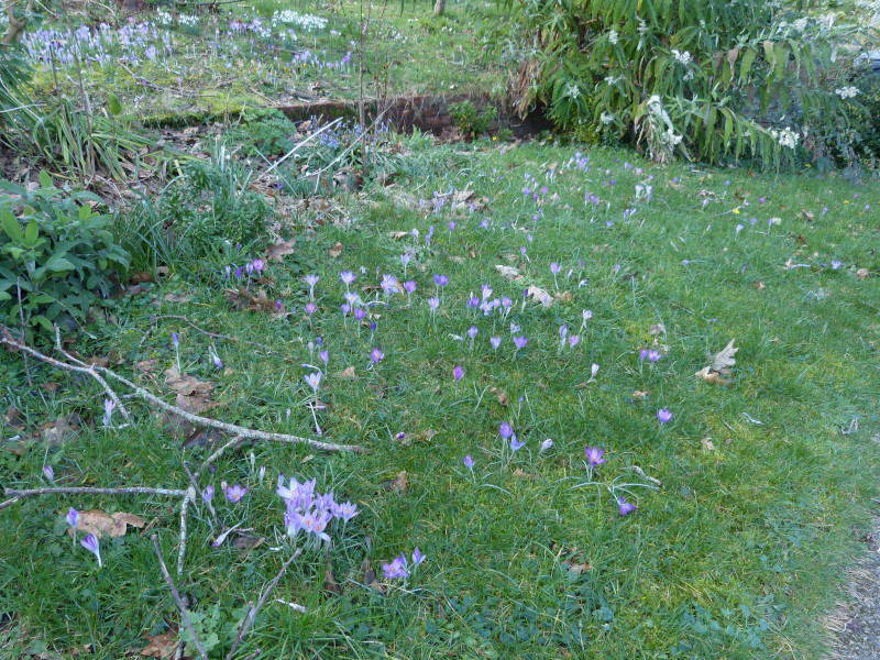 Crocus tommasinianus in grass.JPG