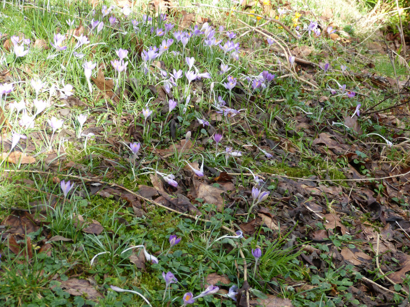 Crocus tommasinianus in the sun 1.JPG