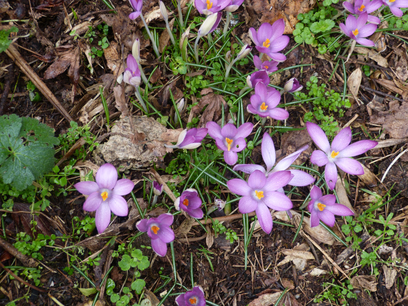 Crocus tommasinianus.JPG