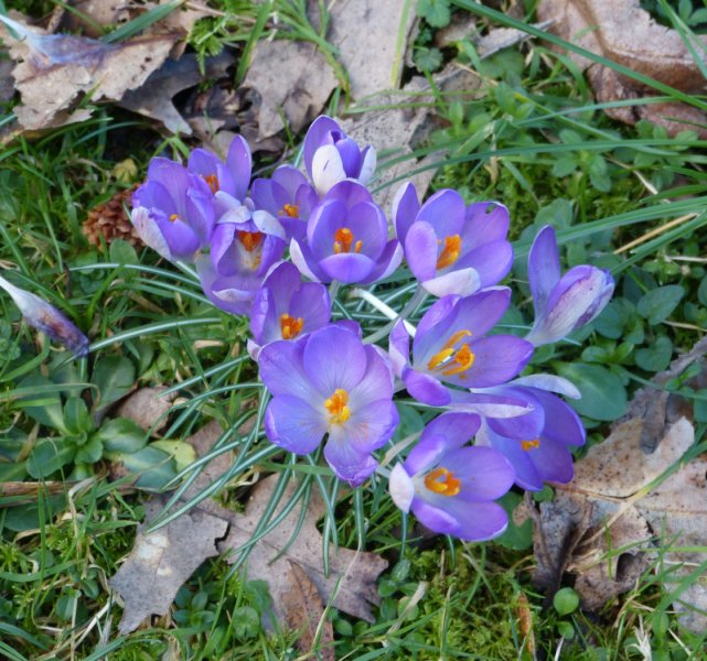 Crocus tommasinianus.JPG