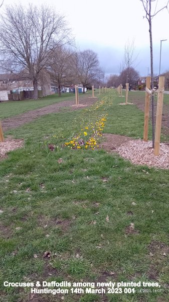 Crocuses & Daffodils among newly planted trees Huntingdon 14th March 2023 001.jpg