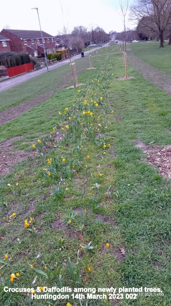 Crocuses & Daffodils among newly planted trees Huntingdon 14th March 2023 002.jpg