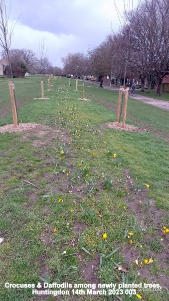 Crocuses & Daffodils among newly planted trees Huntingdon 14th March 2023 003.jpg